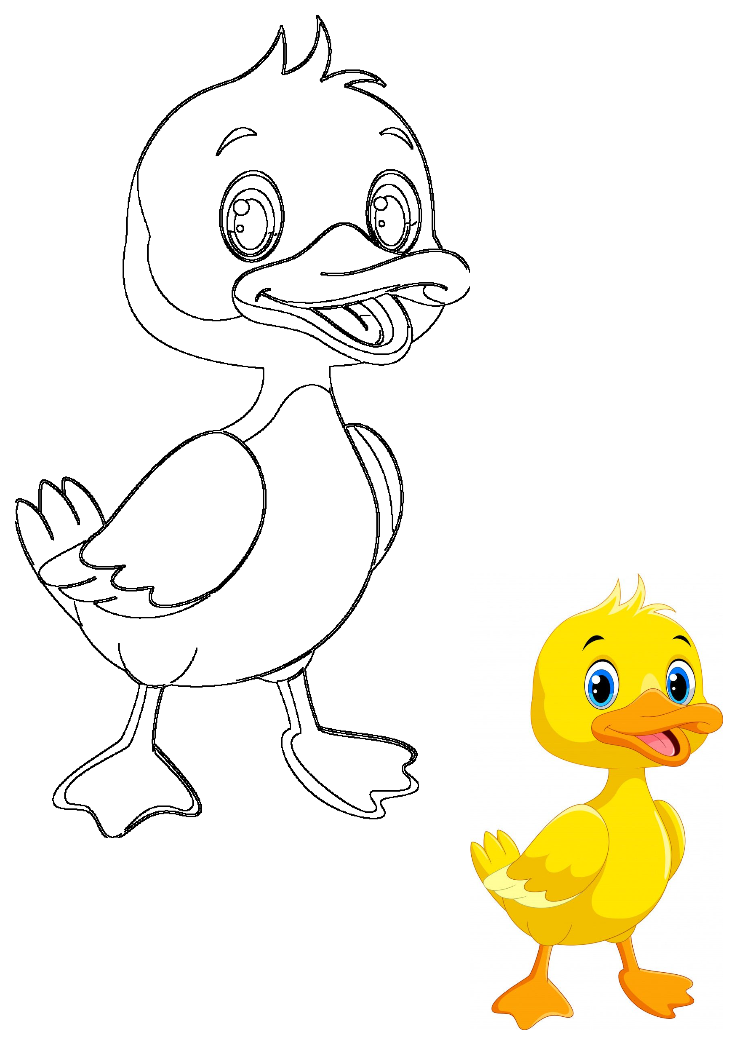 A cute baby duck cartoon, featuring both a vibrant yellow illustration with blue eyes and an outline drawing for kids.