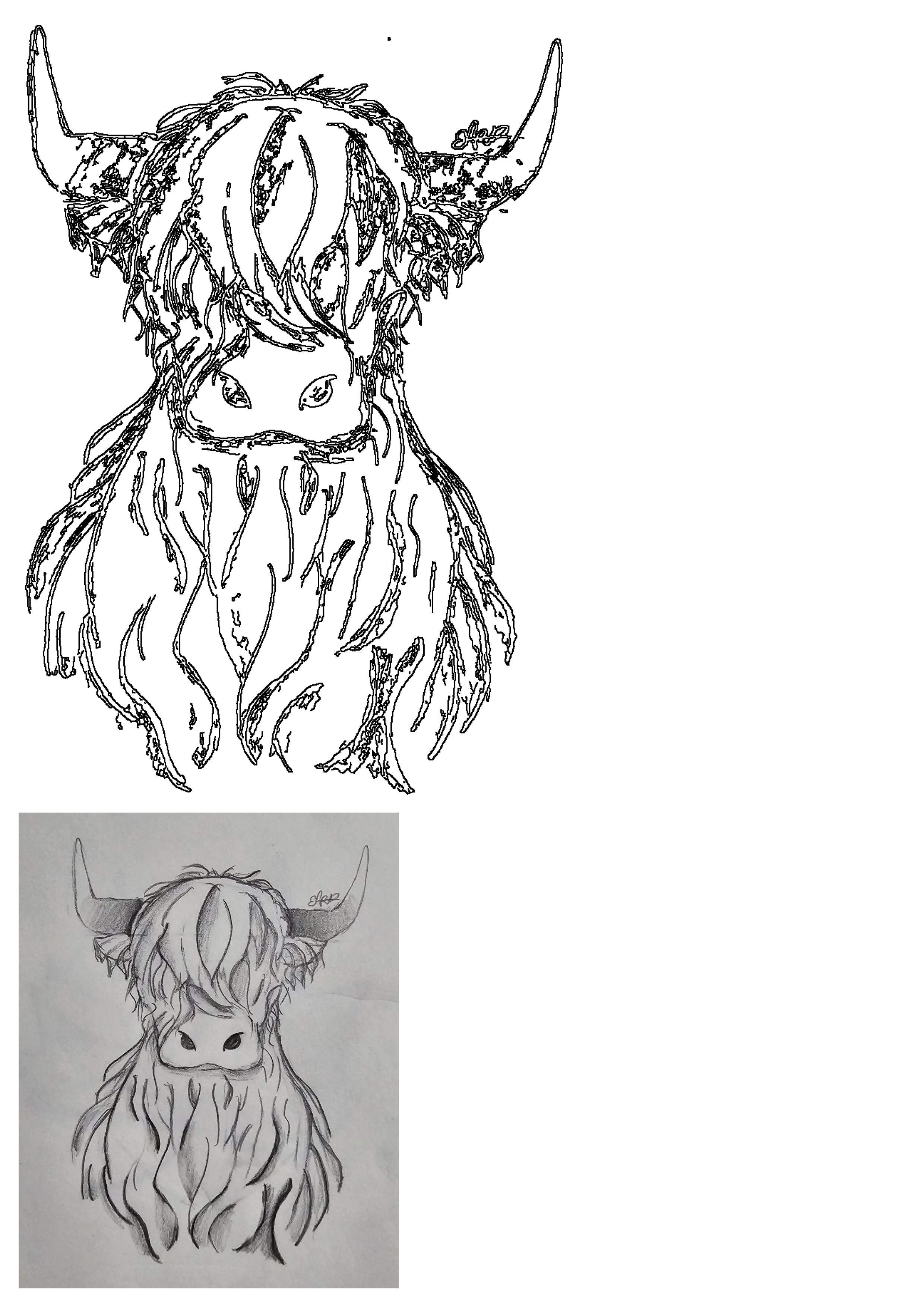 Pencil drawing of a Highland cow with long, shaggy hair covering its eyes and impressive horns. Includes a clean outline version.