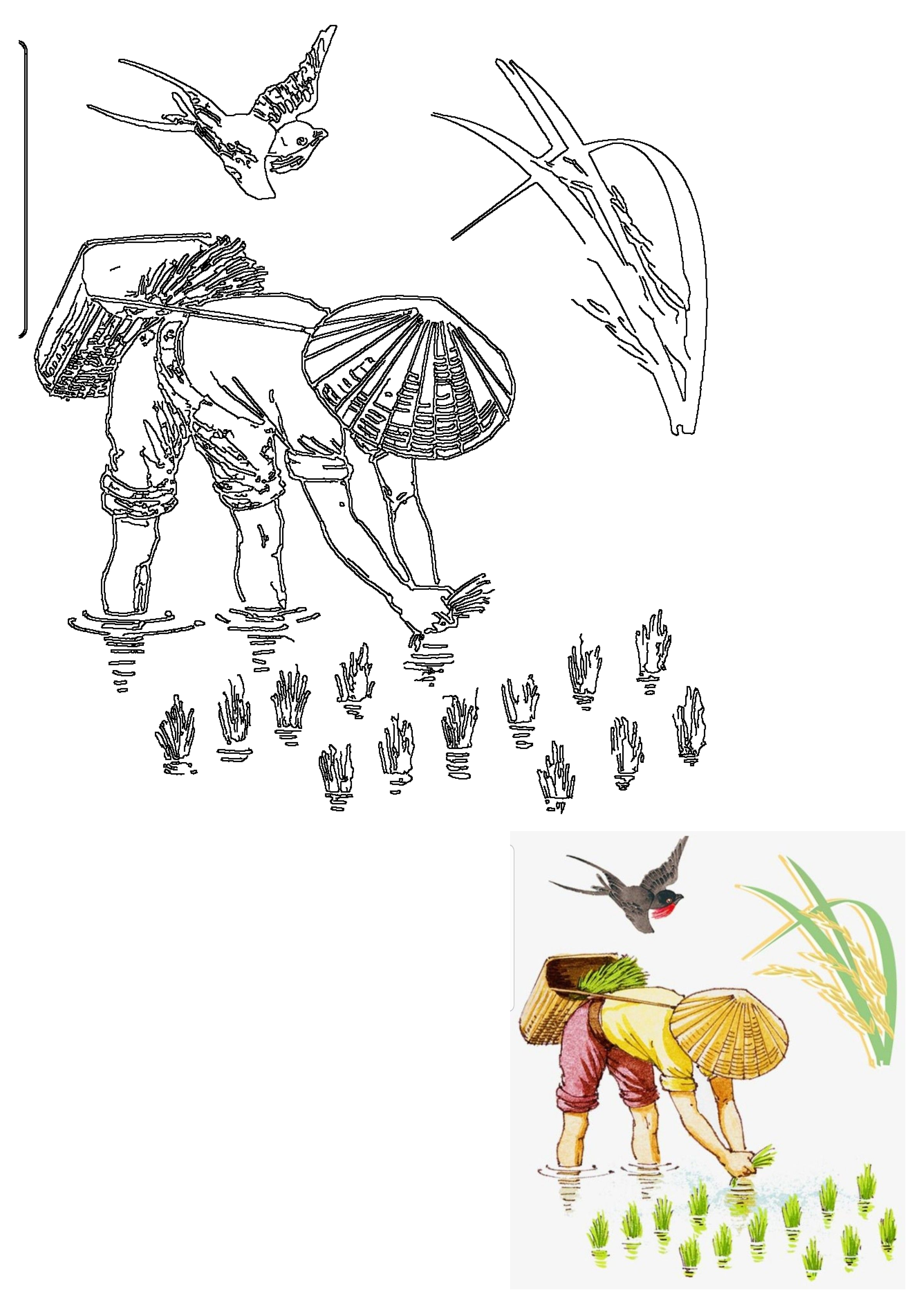 Traditional outline illustration of a farmer in a conical hat planting rice in a paddy field with a basket on back, and birds flying.