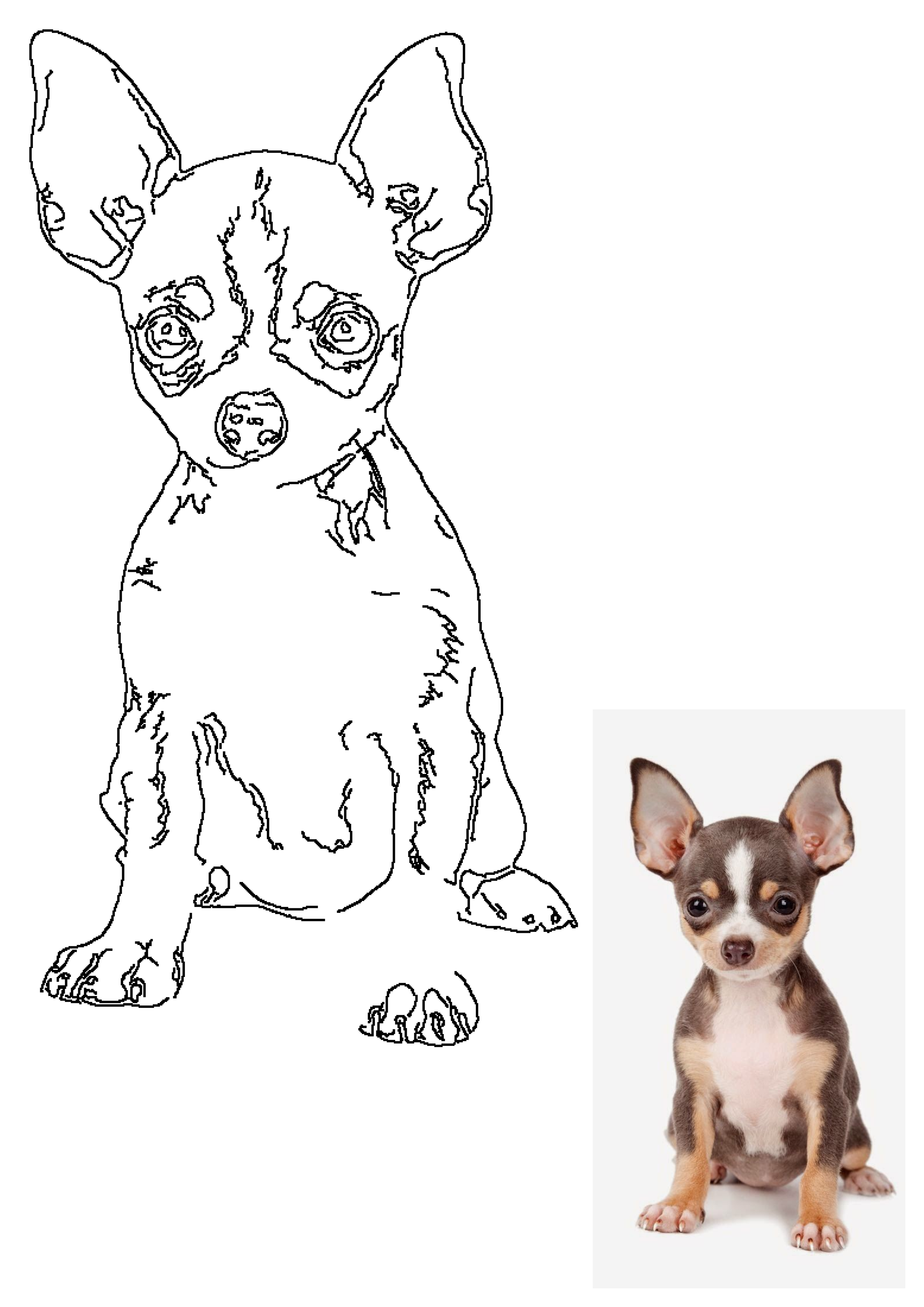 Cute Chihuahua Puppy Portrait Small Dog line art, featuring a detailed outline with its original reference photo.