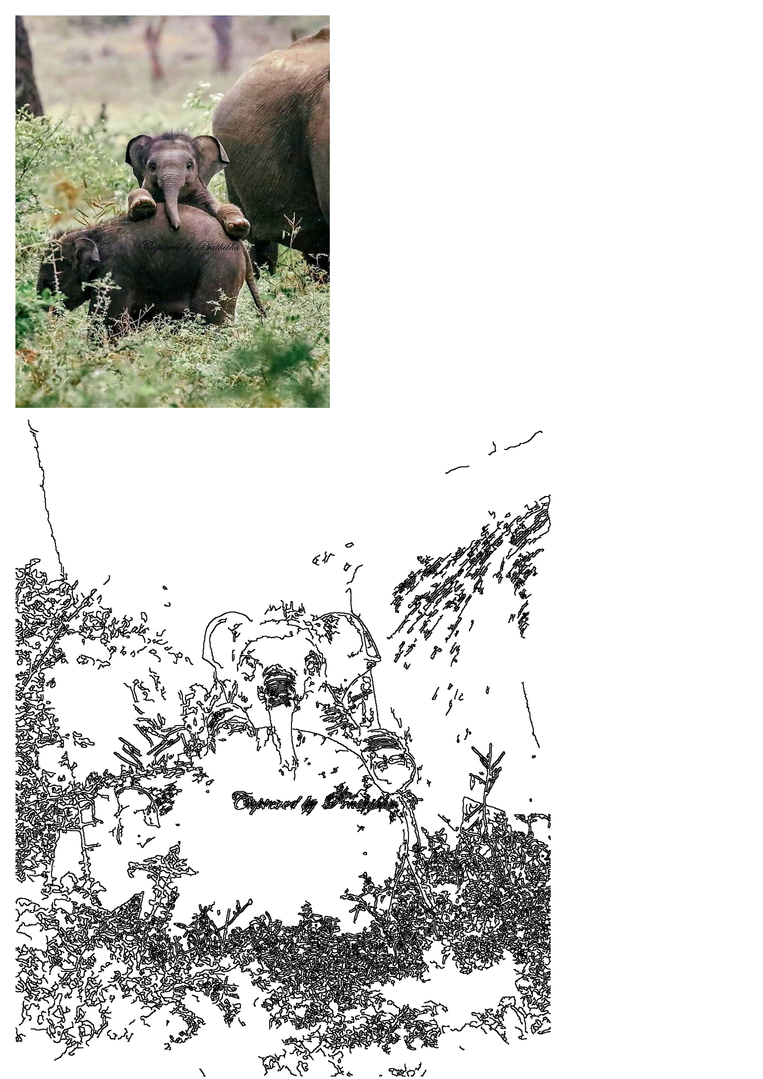 An adorable baby elephant playfully riding on its mother's back in the lush wilds of Sri Lanka, a heartwarming wildlife scene.