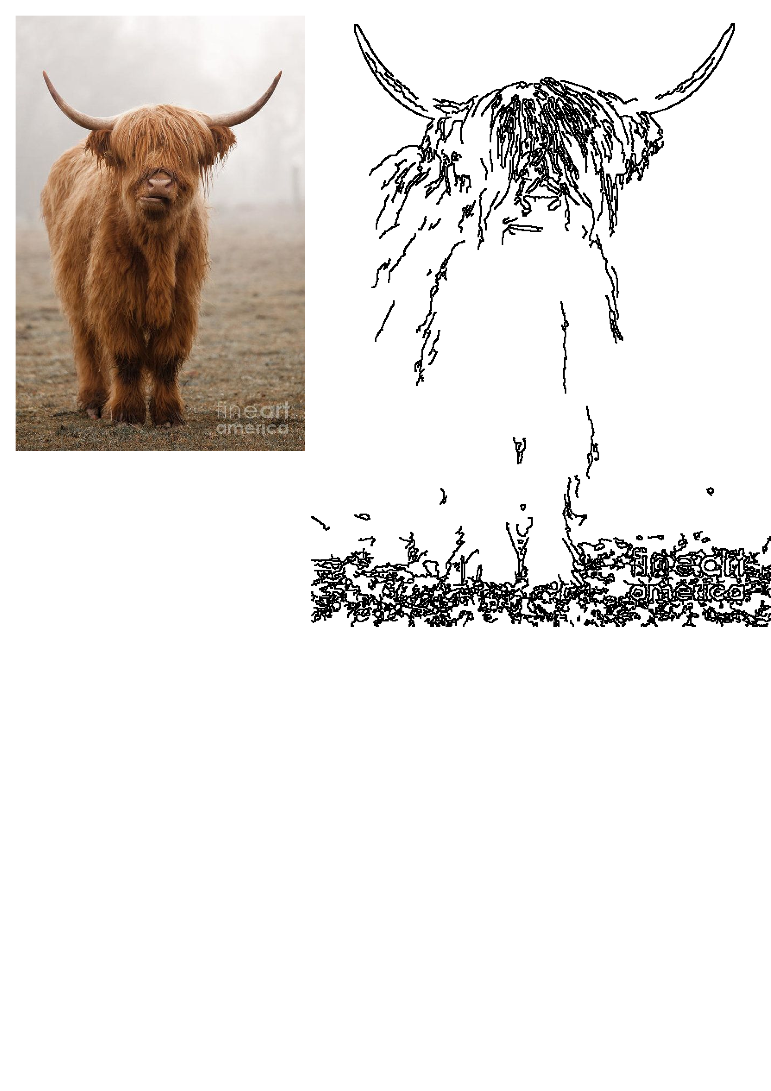 A majestic reddish-brown Highland cow with long, curving horns and shaggy hair, standing calmly in a misty, foggy field.
