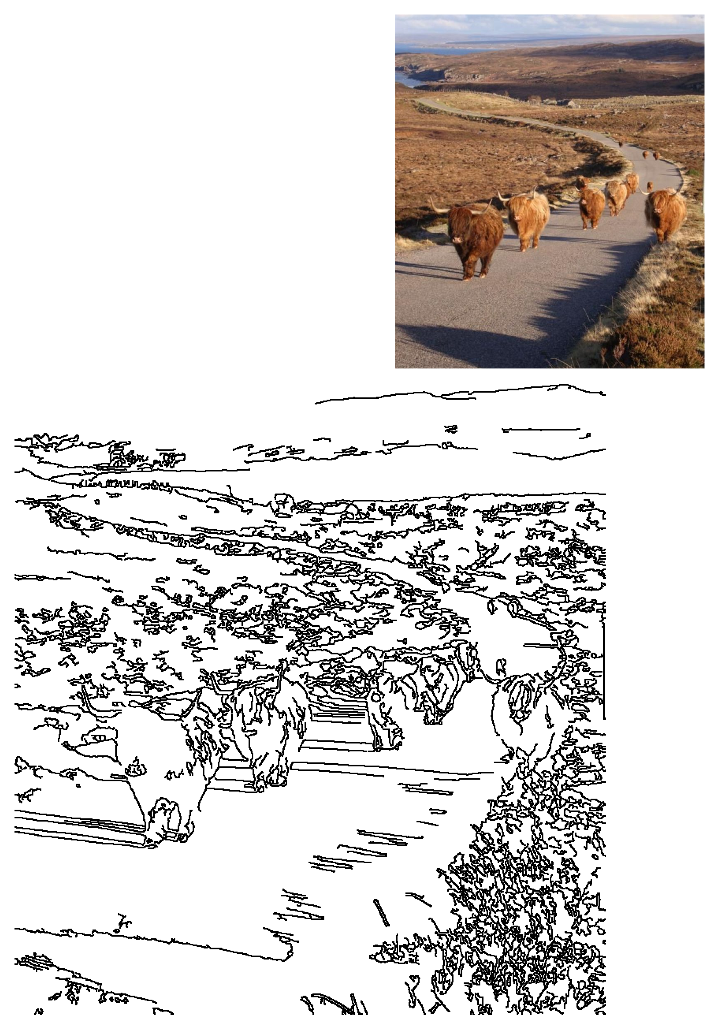 Highland cows walk a winding road through scenic Scottish moorland. A herd of shaggy cattle with long horns near a loch and hills.