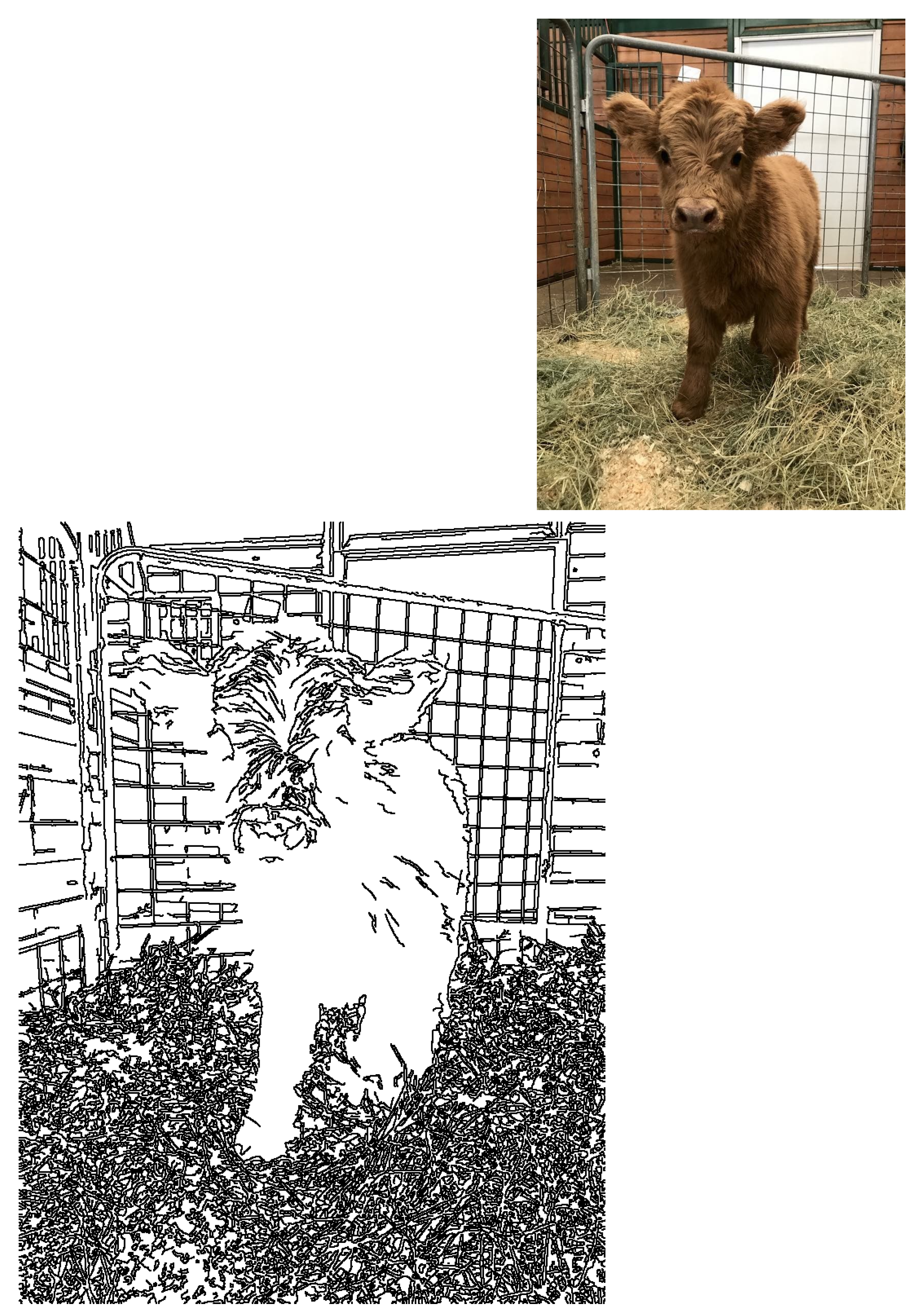 Adorable fluffy baby Highland cow stands in hay, gazing directly at the viewer. Features a metal fence and brick wall.