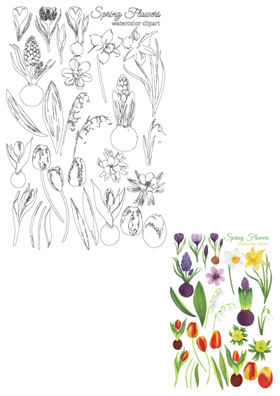 Watercolor and outline spring flower clipart featuring tulips, daffodils, crocuses, hyacinths, and lily of the valley, ideal for creative projects.