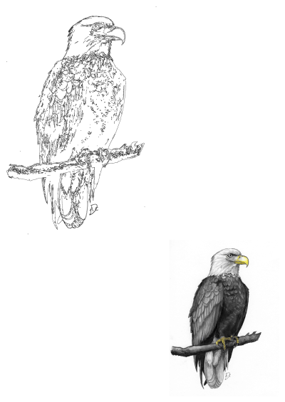Two illustrations of a bald eagle perched on a branch: a detailed black and white sketch and an outline drawing.