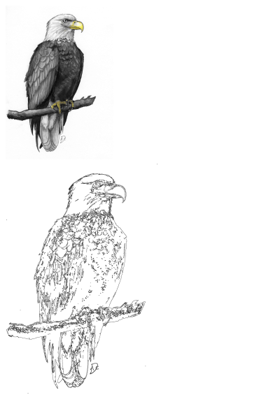 Regal bald eagle drawing perched on a branch, with grayscale feathers, yellow beak, and a line art outline below.