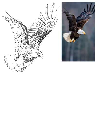 Majestic bald eagle soaring with wings spread, representing an American symbol. Includes a detailed outline version.