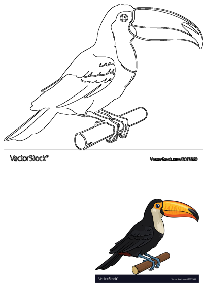 Vibrant cartoon toucan bird with a colorful beak perched on a branch, next to its outline version. Tropical bird illustration.