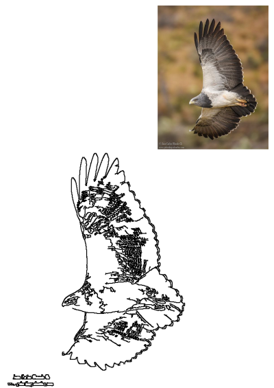 Black Chested Buzzard Eagle Flying Colombia. Majestic raptor soaring, revealing its black and white plumage against a natural backdrop.