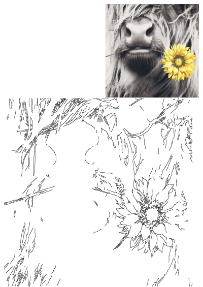 Grayscale close-up portrait of a shaggy Highland cow with a vibrant yellow sunflower in its mouth, full of charm.