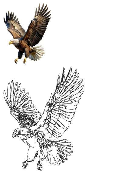 A majestic bald eagle in flight with spread wings and extended talons, alongside its outline version for coloring.