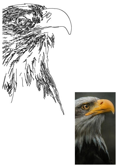 A close-up portrait of a majestic bald eagle with its distinctive yellow beak and eye, presented alongside a matching line art drawing.