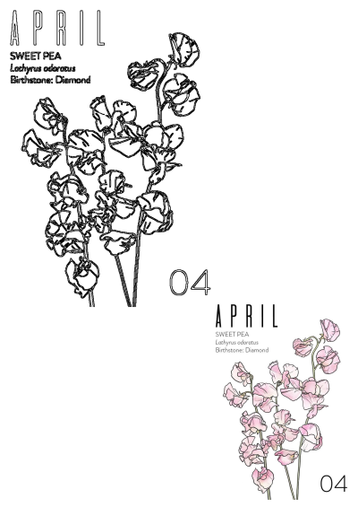 April Sweet Pea flower drawing. Includes outline and pink Lathyrus odoratus, plus Diamond birthstone details on white background.