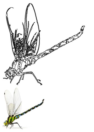 Vibrant green and black dragonfly with blue markings on a white background stock photo. Features an additional outline drawing.