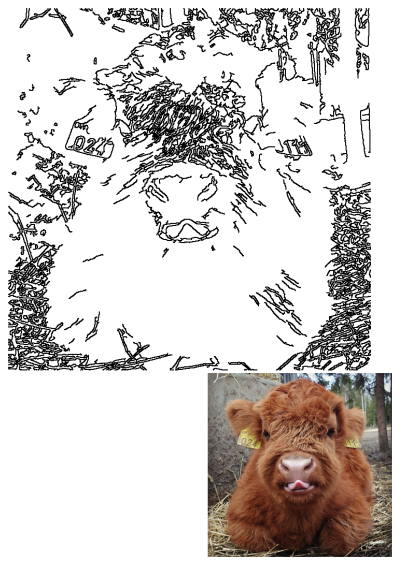 A fluffy brown cow calf with ear tags sits in hay, looking at the camera with its tongue playfully sticking out.