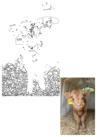 A cute, fluffy brown baby cow with a yellow ear tag, marked '496', stands on hay inside a calf hutch, looking endearing.