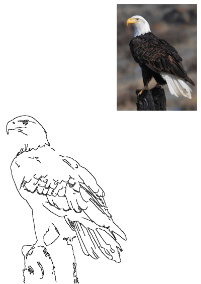 A majestic bald eagle with white head and dark body feathers perched on a wooden post. Features a photo and matching outline art.