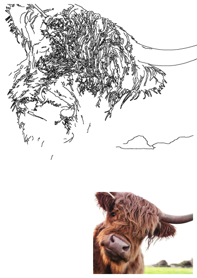A close-up portrait photo of a shaggy Highland cow with long horns against a green field, complemented by a simple outline drawing.