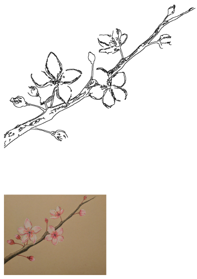 Vibrant pink cherry blossom branch artwork with delicate petals on a warm brown background, featuring a line art version above.