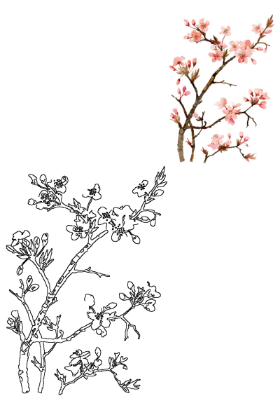 A beautiful image featuring delicate pink flowers on a tree branch in two styles: a vibrant watercolor painting and a clear line art outline.