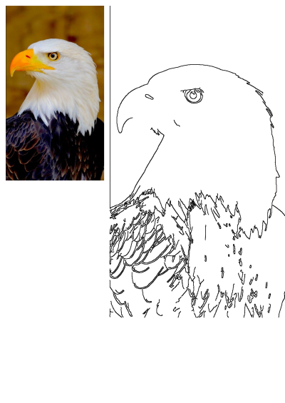 A majestic bald eagle displays white head feathers, a yellow beak, and a brown body. Its realistic portrait is accompanied by a clean outline drawing.