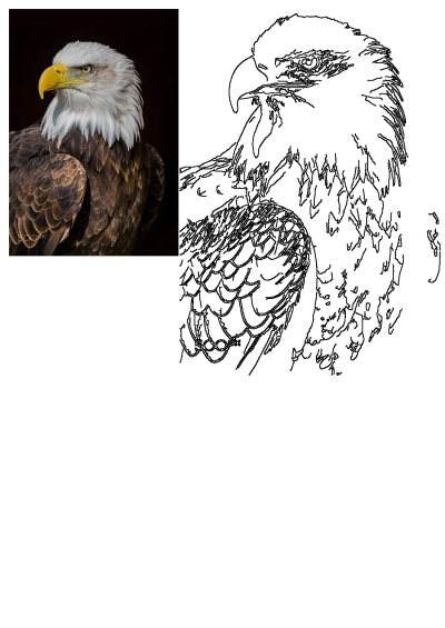 A stunning wildlife photography portrait of a bald eagle against a black background, alongside its black and white line art drawing.