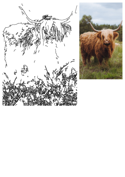 A majestic Highland Cow with long reddish-brown hair stands in lush green grass, alongside an outline drawing of the same iconic animal.