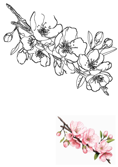 Pink cherry blossom branch in detailed watercolor and clear outline. Features blooming flowers, delicate buds, and graceful branches.