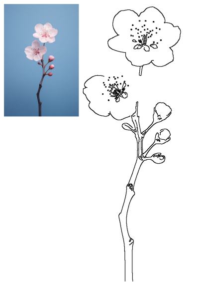 A delicate pink cherry blossom branch with two open flowers and several buds set against a serene blue background, capturing spring's beauty.