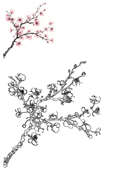 A beautiful pink cherry blossom branch illustration featuring soft watercolor petals alongside a detailed black ink line art drawing.