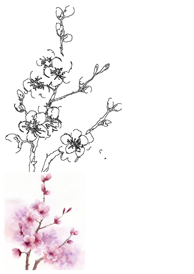Watercolor pink cherry blossoms with a soft purple and white background, enhanced by elegant black line art of blossoms.