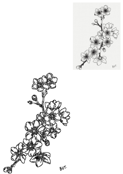 Black and white floral illustration of a cherry blossom branch with delicate flowers and buds, presented in two elegant drawing styles.
