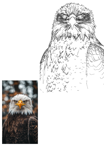 A majestic bald eagle in a close-up, intensely staring straight ahead. Features both a realistic photo and a detailed line art drawing.