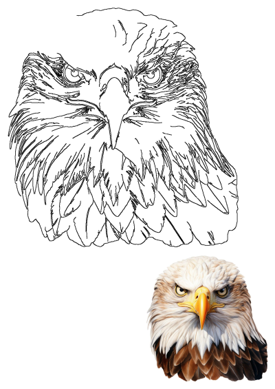 Close up isolated image of an American Bald Eagle head, showcasing both a stark outline drawing and a detailed, realistic color illustration.