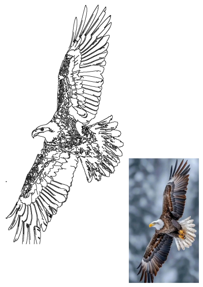 An impressive eagle in flight with spread wings, shown as both a precise outline and a vibrant photograph soaring in the wild.