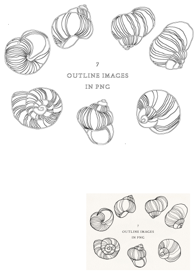 Collection of diverse seashell outline clipart PNG images, perfect for various design projects, featuring detailed sea shells.