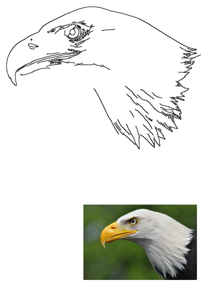 Detailed outline drawing of a bald eagle head accompanies a vibrant portrait featuring its yellow beak, white head, and green background.