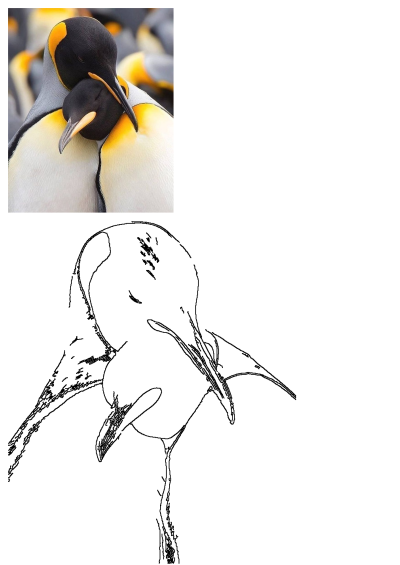 Two King Penguins cuddling affectionately, displaying their bond in the Antarctic habitat. Beautiful wild birds.