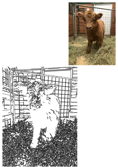 Adorable fluffy baby Highland cow stands in hay, gazing directly at the viewer. Features a metal fence and brick wall.
