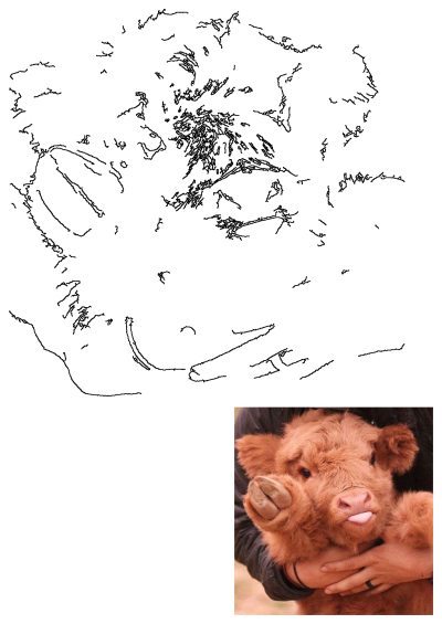 A cute fluffy brown Highland calf held in arms, playfully sticking out its pink tongue. Adorable face and soft fur are prominent.