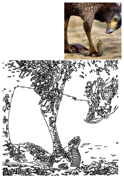 A close-up of a bird's foot on the ground next to a snake, illustrating a tense wildlife moment in nature.