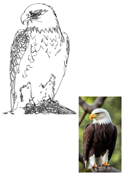 Line art illustration and photo of a bald eagle perched on a tree branch, showing its majestic profile close up.
