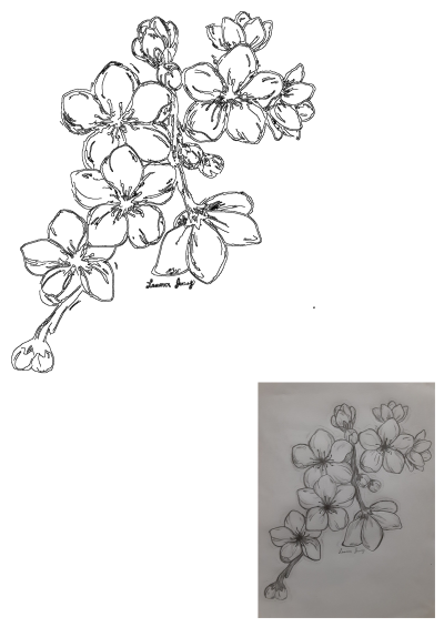 A detailed pencil drawing by Leann Juarez depicting delicate cherry blossoms on a branch, featuring open flowers and buds.