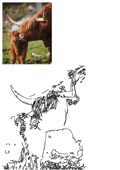 An adult reddish-brown Highland cow lovingly licks its smaller calf's head in a green field, capturing an affectionate moment.